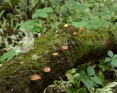 Mossy Log Mushrooms, Digital Download Photography, Fine Art Photo, woods, forest, woodland