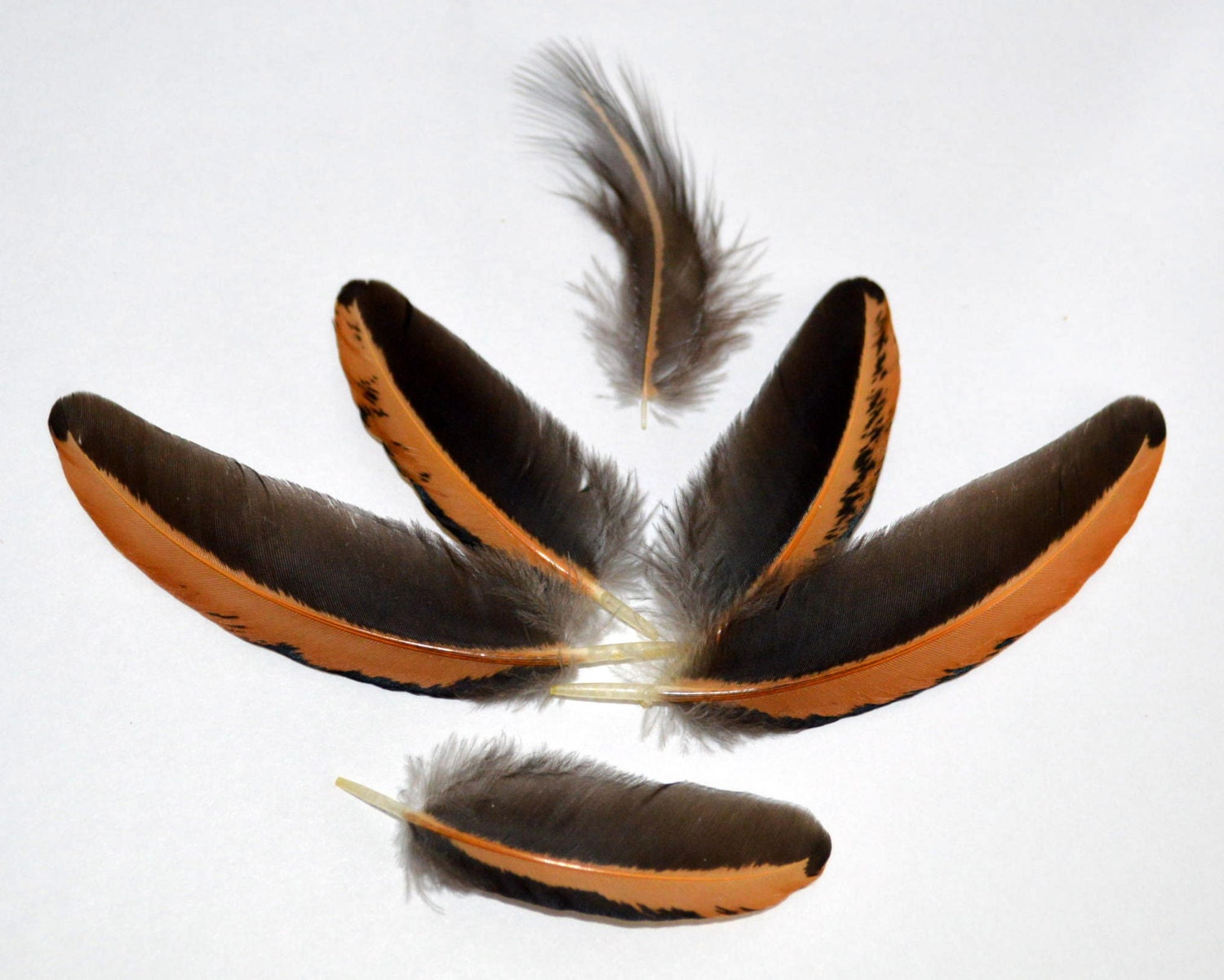 Feathers long Quills Tiny and Flat Black and Gold