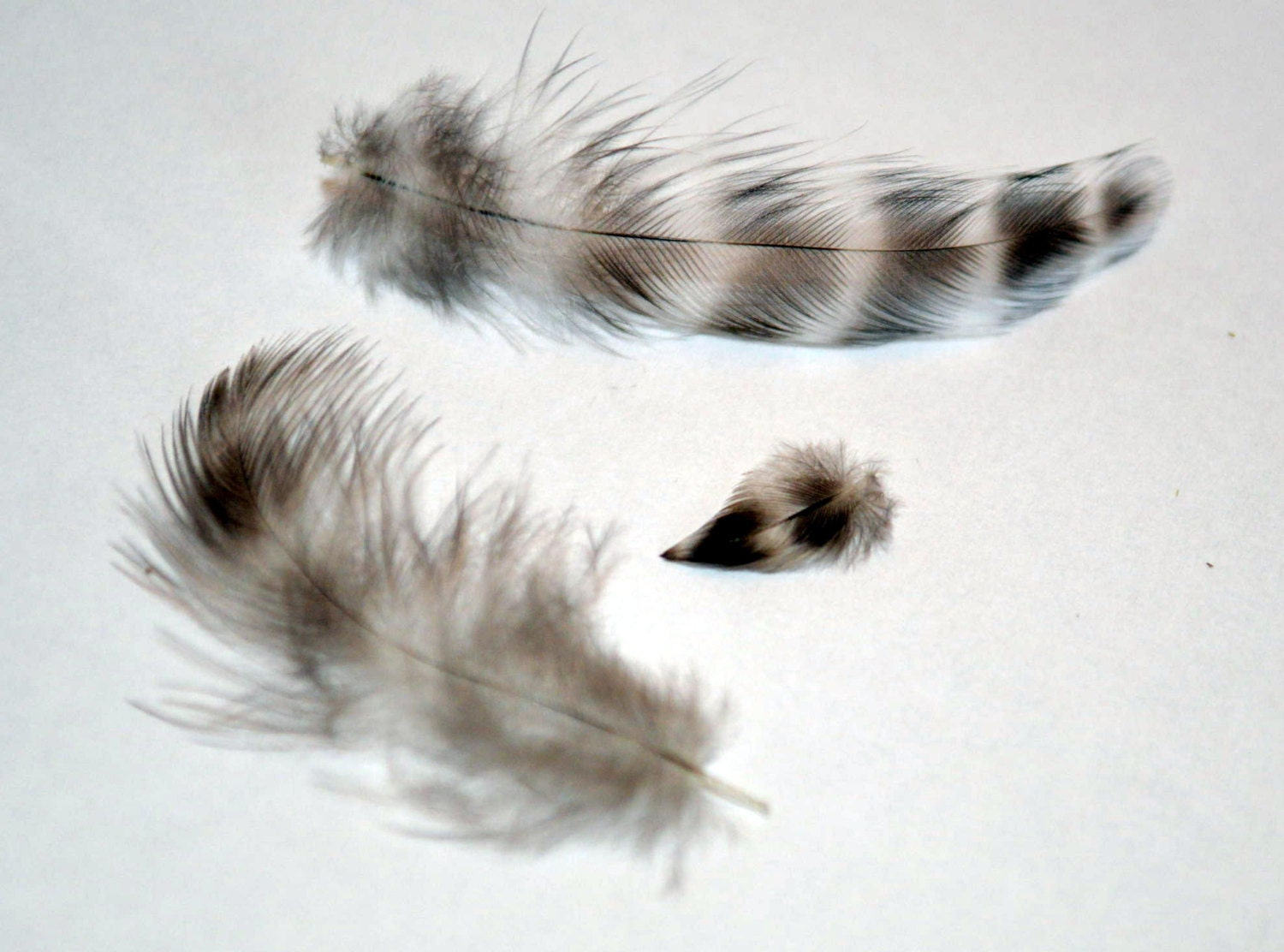 Feathers Barred Black and White 0-2 inches