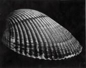 Illustrative Seashell Print no. 2