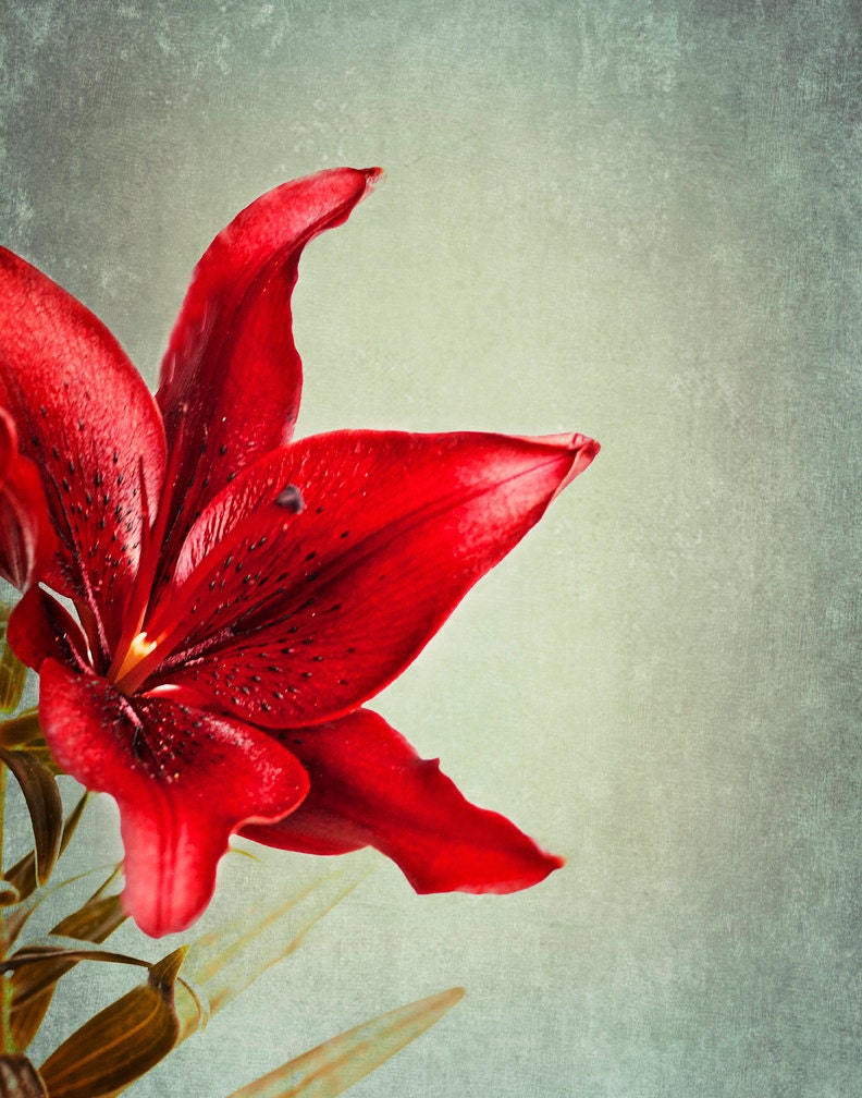 Flower Photography - Printable Photograph - Digital Download - Red Lily Art Print - Modern Photography - Home Decor - Still Life