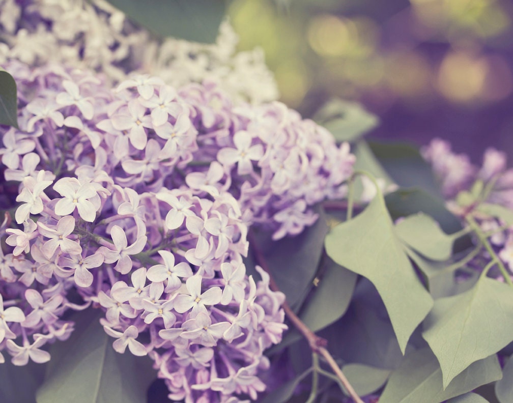 Lilac Photography - Download - Printable Wall Art - Fine Art Photography - Flower Photography - Nature Photography - Home Decor - 11x14