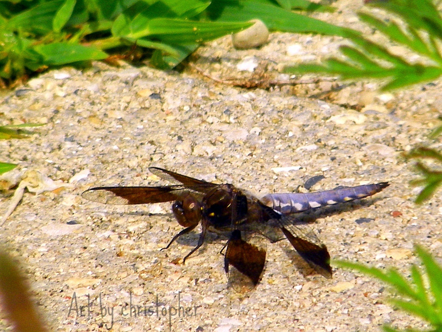 Dragonfly,  insect, bug, rock, close up, spring, nature, wings, home decor, 8x10, fine art photography