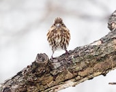 The Art of Staying Aloft No. 33  Female House Finch (Carpodacus mexicanus)