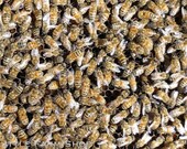 Busy Honey Bees Swarm Photo Print 8x10