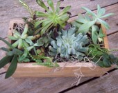 Succulents Planted In Wodden Box for Centerpiece, Wedding, Baby Shower, Or Just For Fun