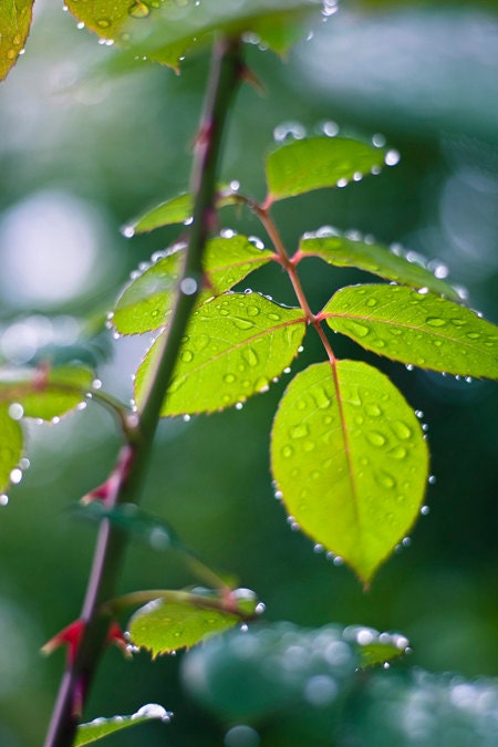 Green Leaves Rain Photograph - water drops nature photography - 4x6 Fine Art Photo Print