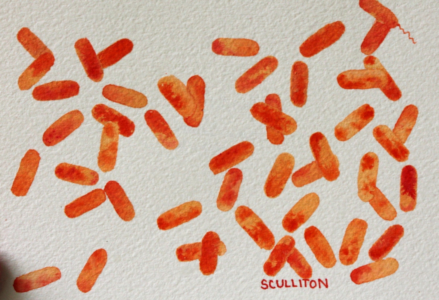 Bacteria Art 4 x 6 Original Watercolor Bacillus Science geekery microbes cell