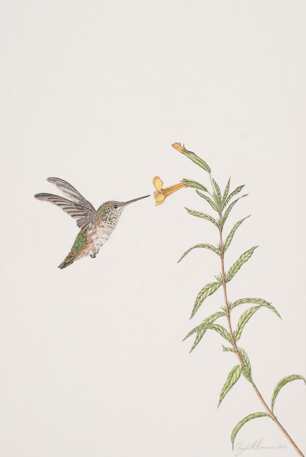 Female Allen's Hummingbird Original Pen and Ink Drawing