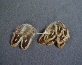 Brown Female Ringneck Pheasant Feathers - 10 pieces