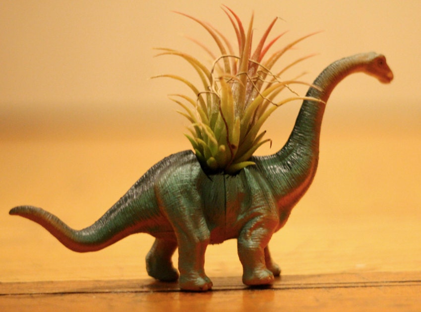 Dinosaur Air Plant Pal