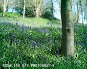Forest Floor Landscape Photography Green Blue Bluebells Flowers Wood Trees Grass