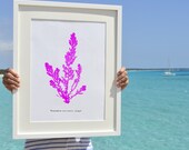 Wall decor Poster A3 Plus size Antique sealife Seakelp  Illustration -Minimal style sea kelp POSTER-Neon color series - sea life  Poster