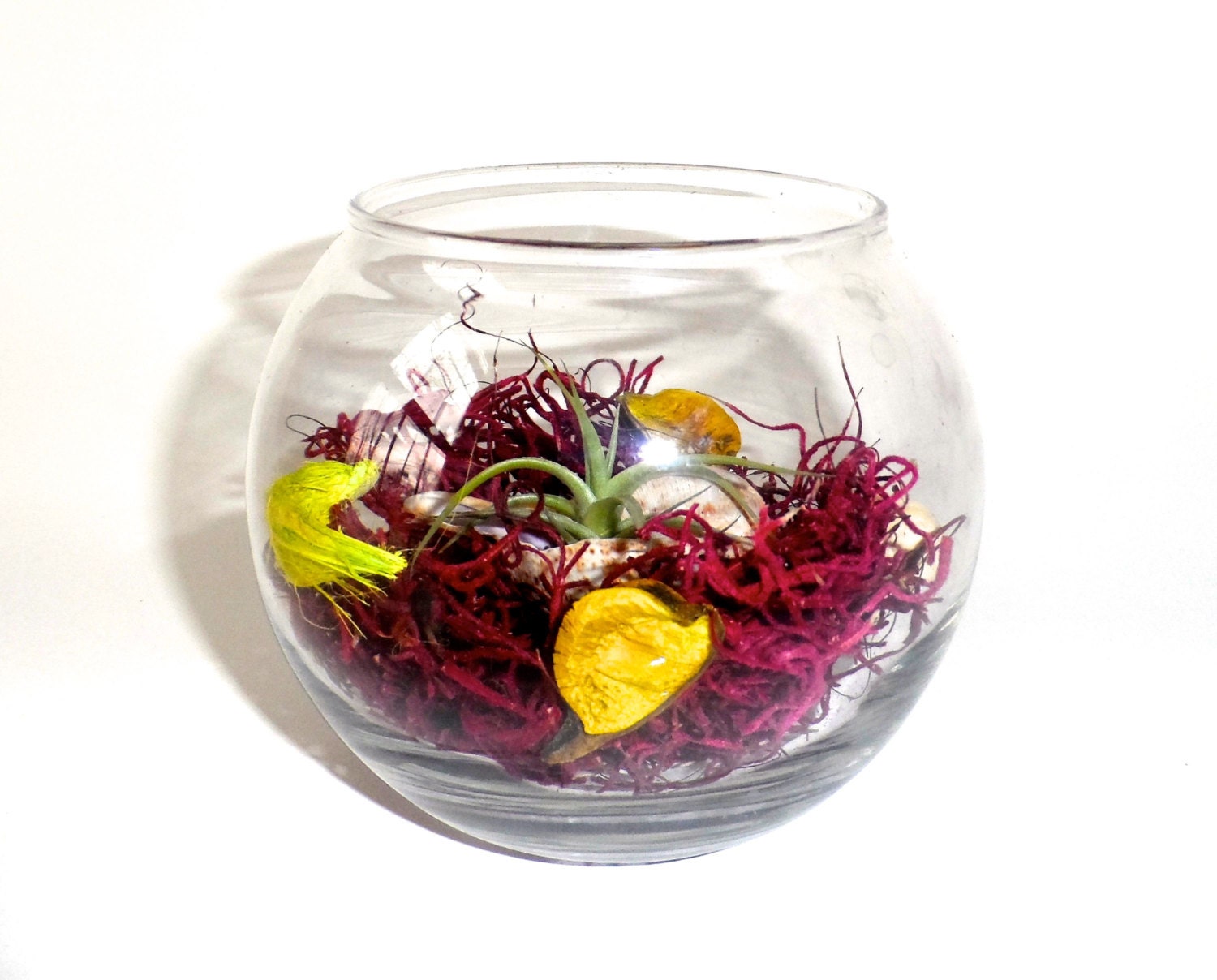 Springtime love/ Airplant and spanish moss terrarium, home decor, hostess gift