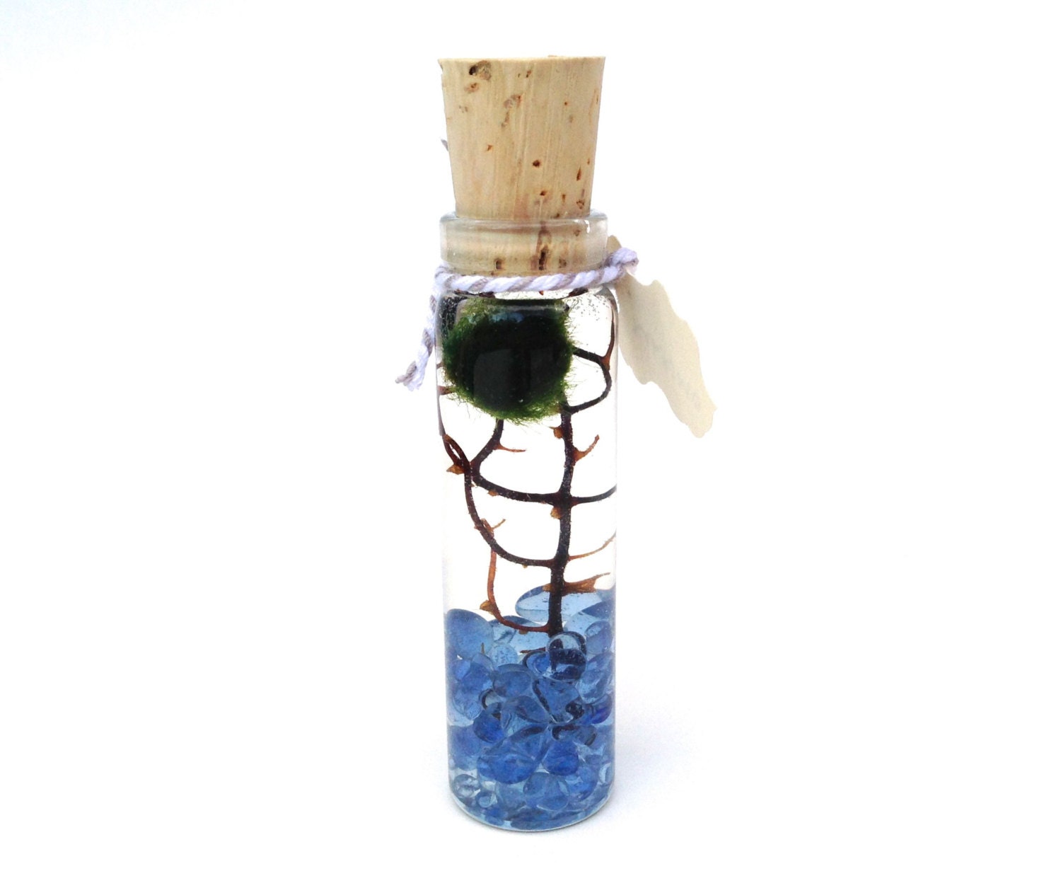 Marimo zen terrarium live japanese moss ball mini terrarium with sea fan comes put together