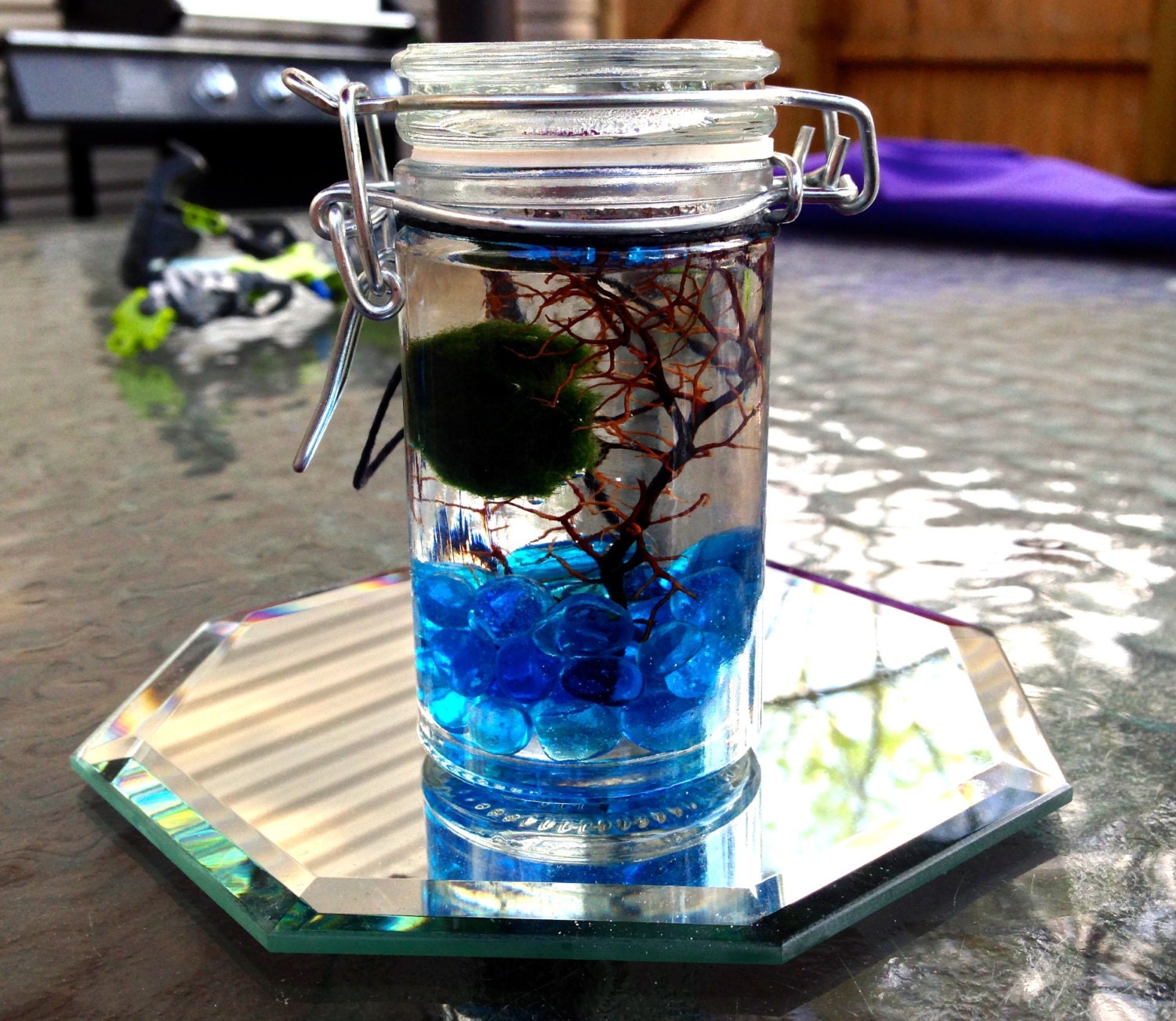 lucky marimo terrarium live japanese terrariums with sparkling sea glass and real sea fan