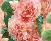 Hollyhock Peaches n Dreams, Perennial Flower Seed - CheapSeeds