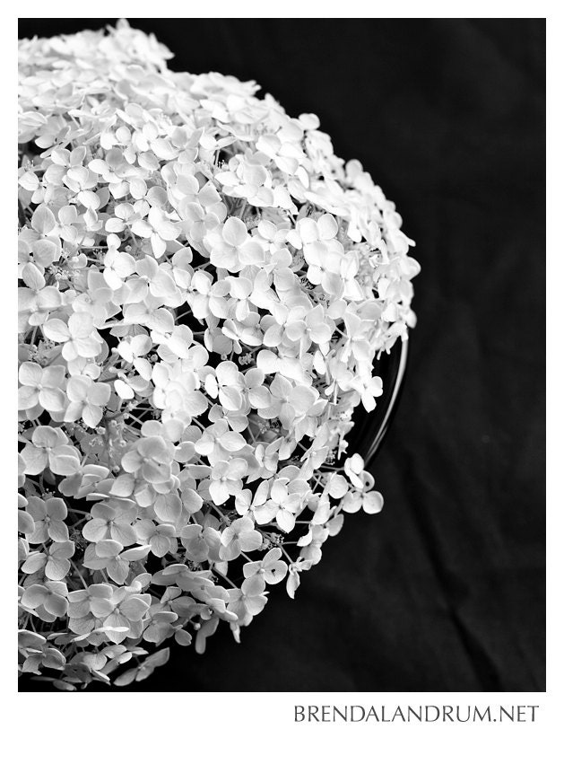 White Hydrangea Bloom -- Floral Photography, Fine Art, 11x14 Print, Home Decor, Nursery Decor, Black and White