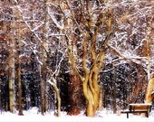 Winter Forest 5x7 Photo Snow Covered Trees and Bench