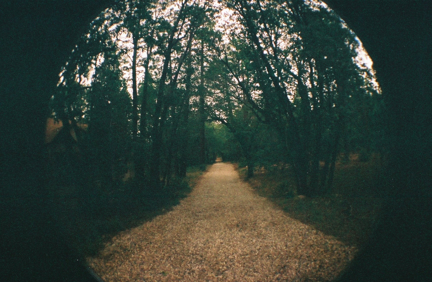 The One Less Traveled By - Robert Frost, Big Bear Photograph, The Road Not Taken, Trees, Forest, Film Photography, Grain