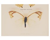 butterfly bee nature photo print - whimsical still life fine art photography, color, insect, dragonfly, wings, zoology - 10x8 (set of 3)