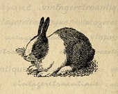 Dutch Rabbit Printable Digital Download Bunny Graphic Illustration Image Vintage Clip Art for Transfers etc HQ 300dpi No.3172