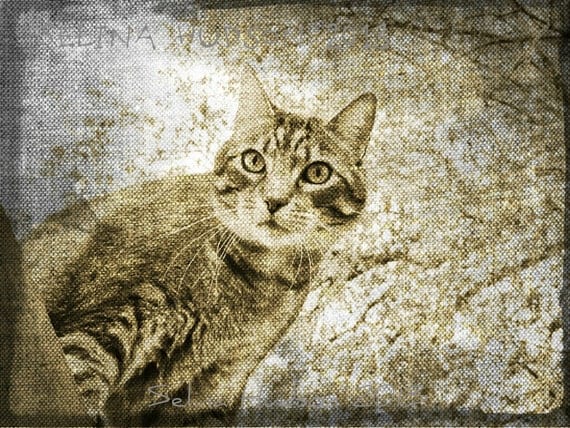 Old looking Kitty photo - 8 x 10 frame Print Art Photography