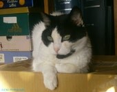 Green Eyed Cat 8x10 Photograph