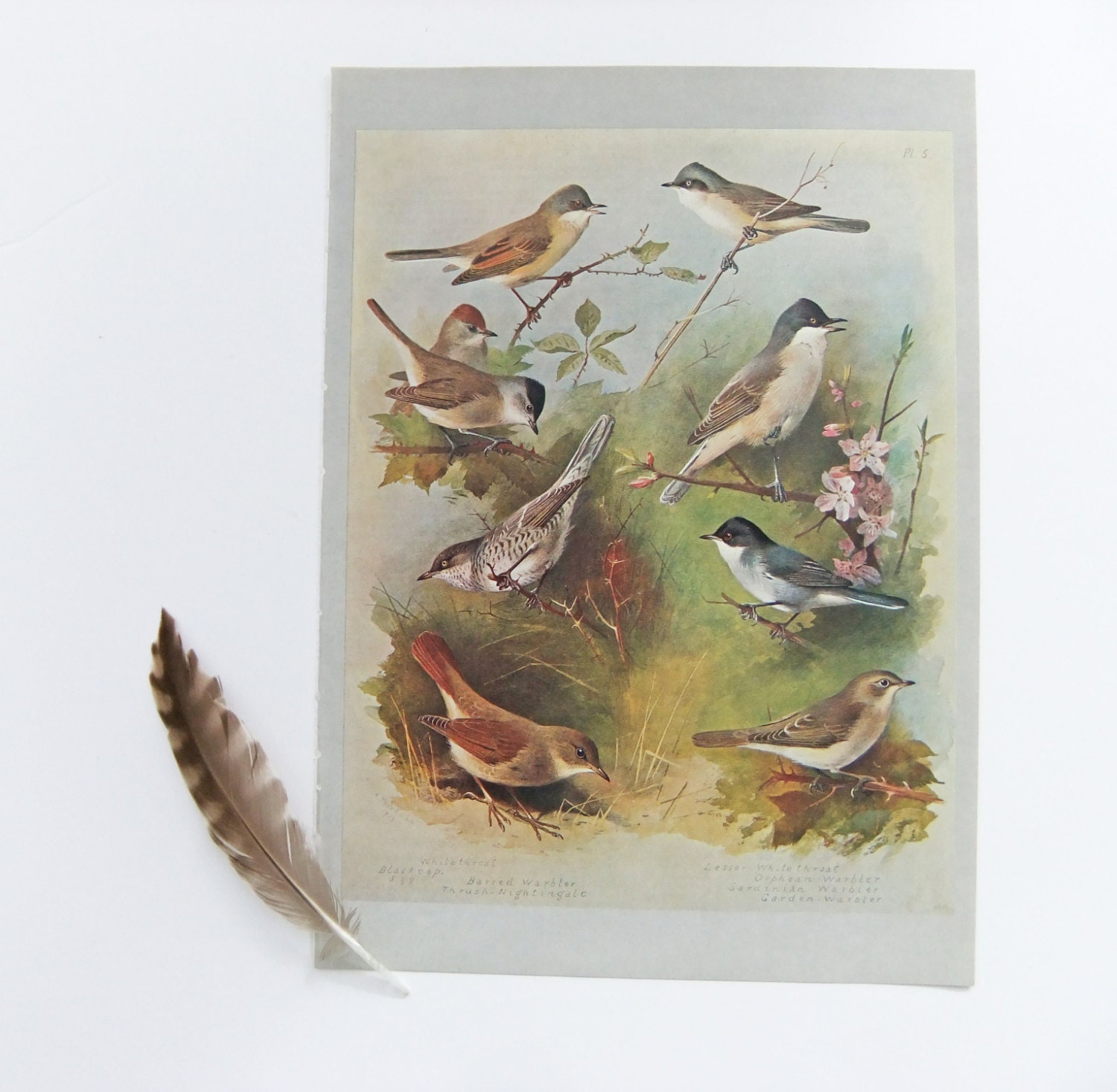 Vintage Thorburn Bird Pictures - Warblers - home decor - office decor - Mothers Day gift - supplies - paper ephemera