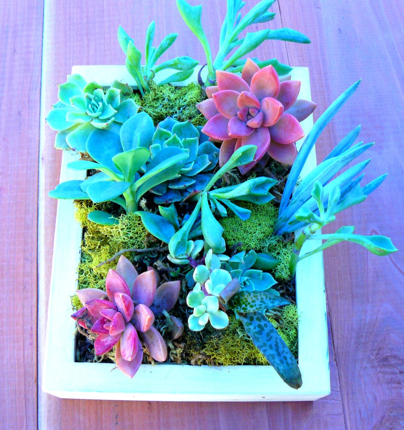 Vertical Succulent Wall Art 8 X 6, Vertical Succulent Planter, Vertical Succulent Garden, Succulent Planter, Succulent Gift, Living Wall Art