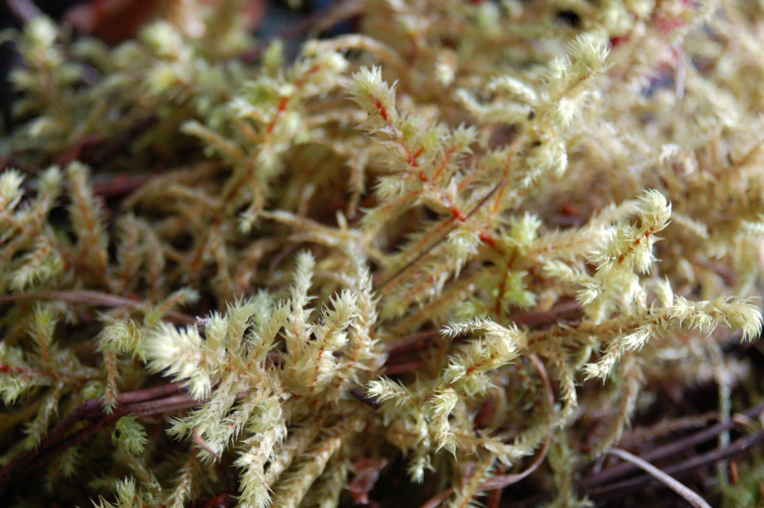 Fairy Garden, Terrarium Living Moss, Terrarium Plants, Miniture Garden Plant, Fairy Garden Moss, Montana Moss