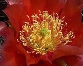 Winter Hardy Opuntia, Prickly Pear Cactus Large Rose Red Flowers