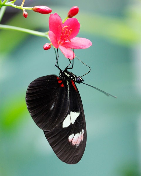 Butterfly 8x10 photo print - nature photography butterflies and flowers red colorful art 5x7 8x12 wall decor