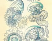 Jellyfish Vintage prints old prints Nautical art print Ocean Decor Natural History sea life art antique prints nature print 8x10 art print - AntiqueWallArt