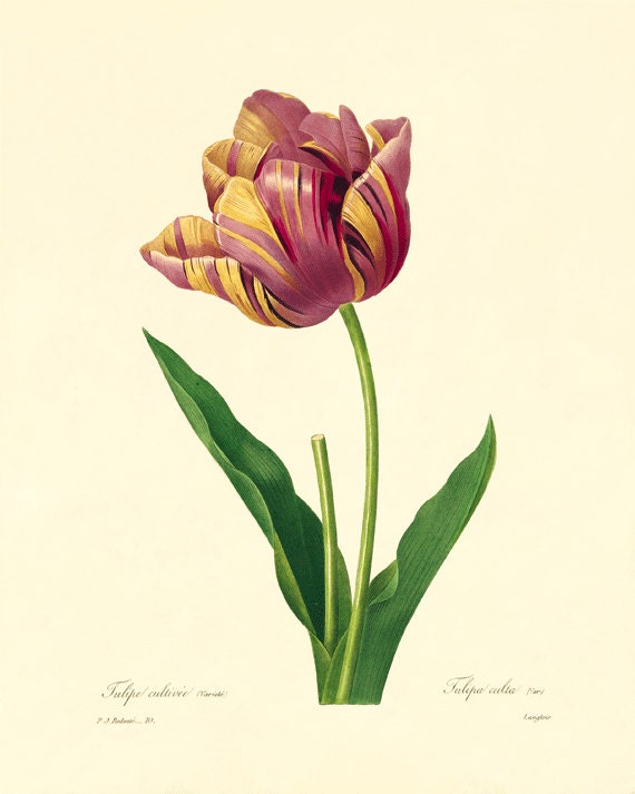 Antique Tulip botanical prints Vintage prints garden wall art home decor wall art French prints old prints Victorian art 8x10 art print