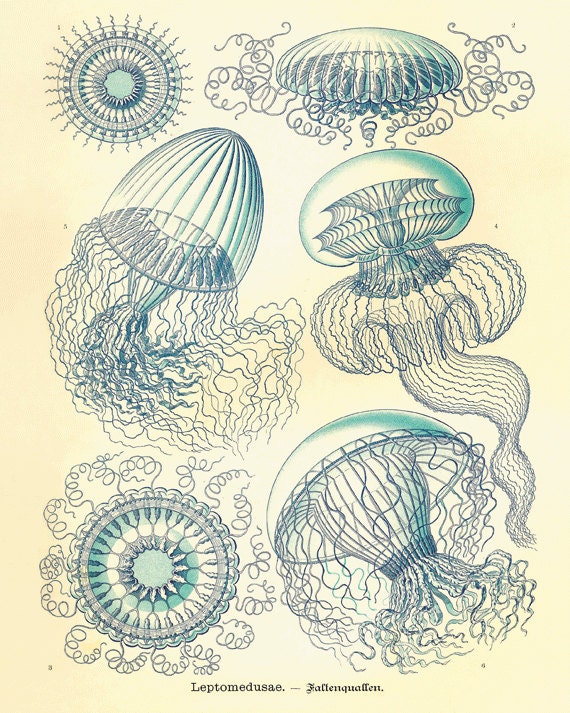 Jellyfish Vintage prints old prints Nautical art print Ocean Decor Natural History sea life art antique prints nature print 8x10 art print