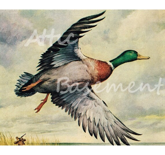 Buy gift tags and ecards - Duck Hunter Mallard in Flight  DIGITAL Image JPEG Format Ecard