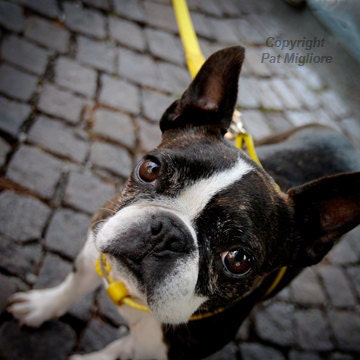 Fine Art Print Cute  Black & White French Bulldog with Big Eyes and Bright Yellow Collar Against Cobblestones Italy fPOE