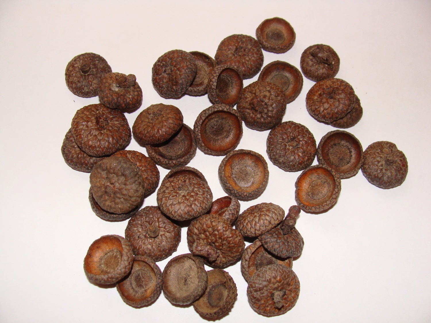 ACORN CAPS - Qty- 100