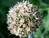 Fine Art Print 8x8 Onion Seed Pod Nature Flowers Plants FREE SHIPPING