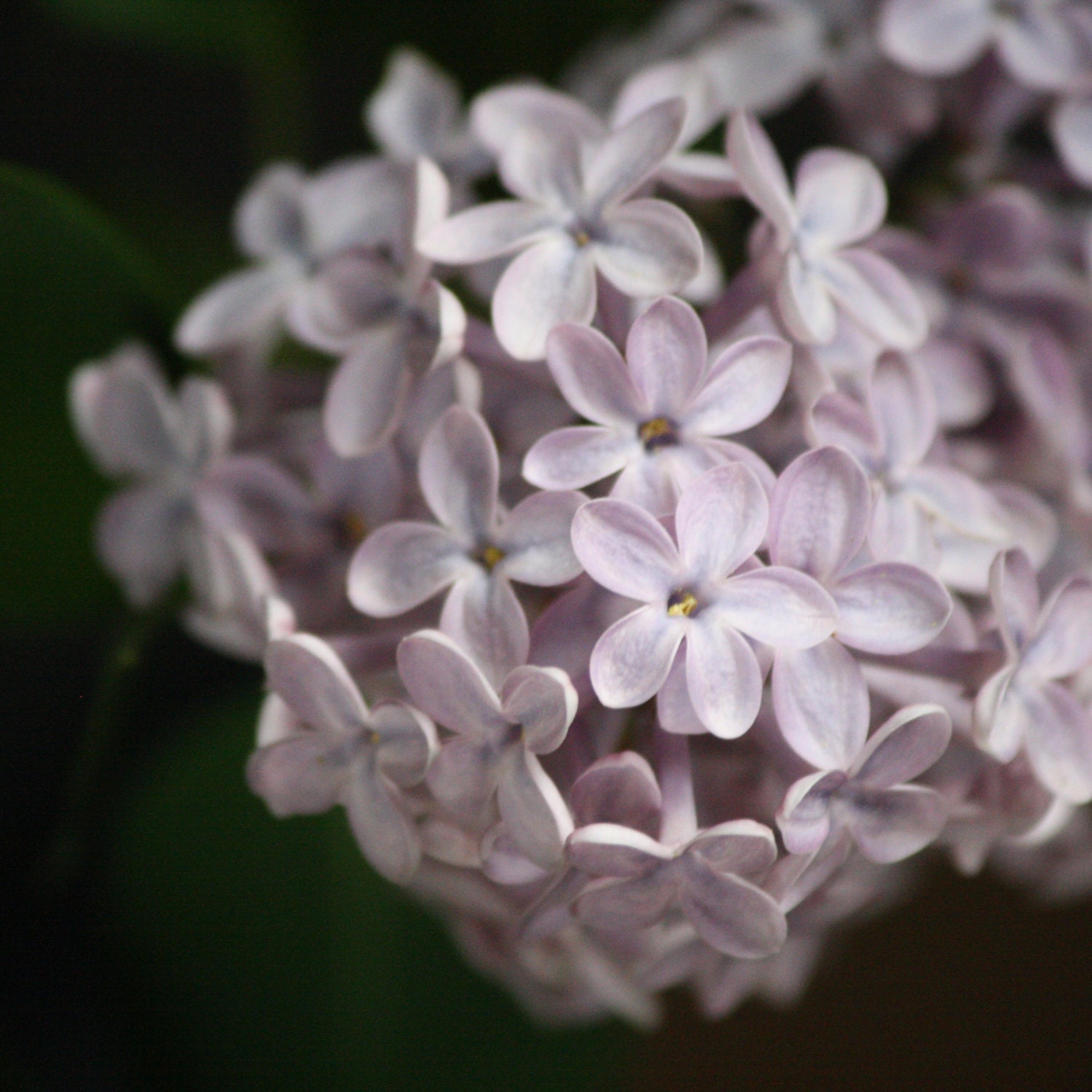 Fine Art Print 8x8 Pale Purple Lilac Nature Flowers Plants FREE SHIPPING