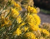 Fine Art Print 8x8 Macro Yellow Flowering Rabbitbrush Nature Flowers Plants FREE SHIPPING