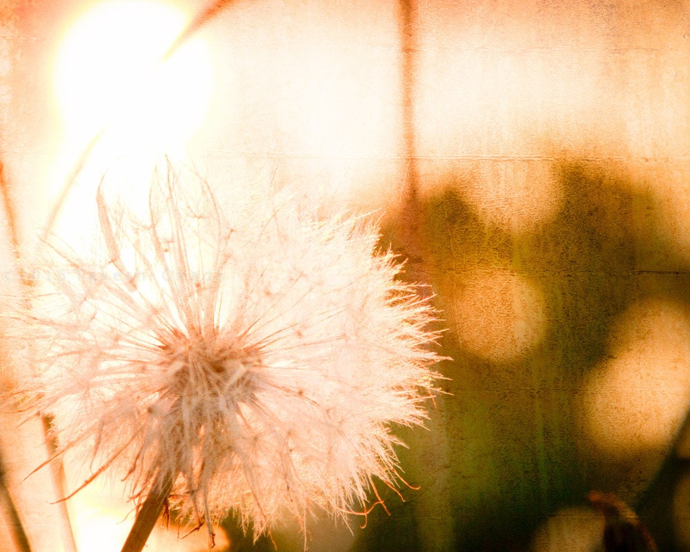 dandelion photography, 8x10 nature photo, orange sunset summer fine art home decor, seed puff