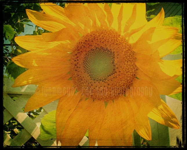 Fine Art Print, Vintage Nature Photography, Backyard, Sunshine, Yellow Sunflower, Landscape 8x10 - Sunny Days