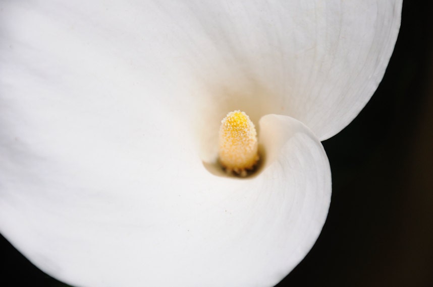 Fine art photography Spring Arum Lily