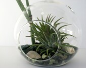 Terrarium Kit - Jade Cove with Air Plant / Tillandsia in Hanging Glass Globe