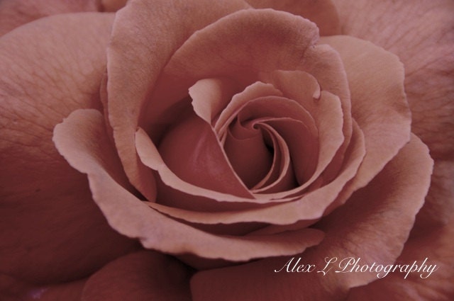Rose Photography - flower wall art - old pink spring autumn art prints flower decor fine art - 8x10 Photograph