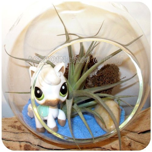 Air Plant Terrarium Kit Child Gift Equestrian Lovers - Tillandsia AirPlant Hanging Glass Globe Horse Lovers Birthday Baby Shower Gift