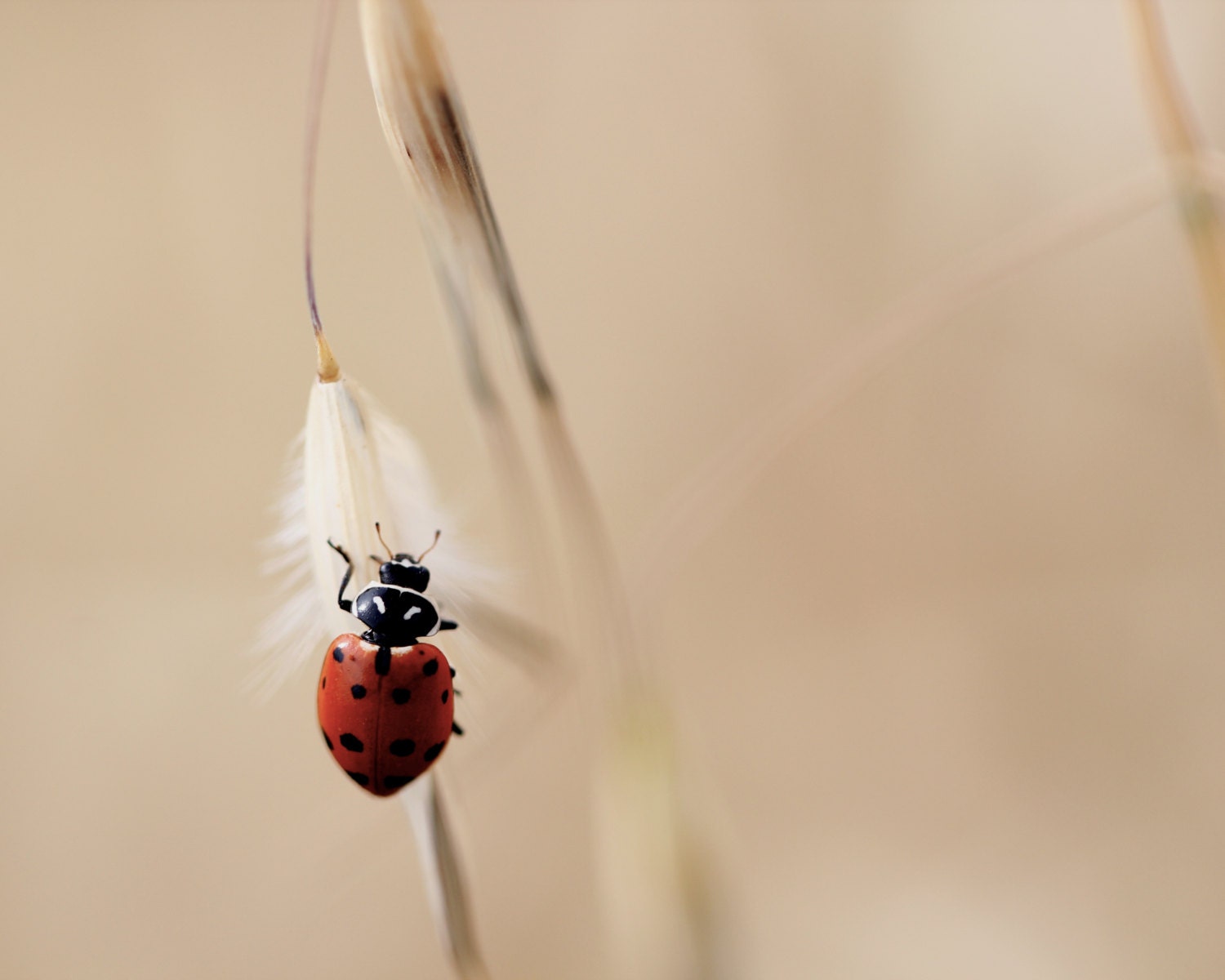 Ladybug Photograph, 8x10 Insect Photograph