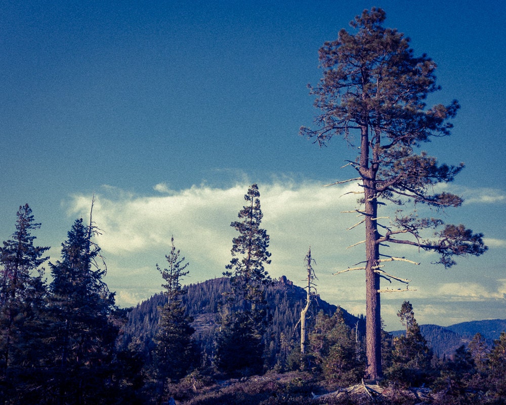 Pine trees, clouds 8x10 fine art photo vintage feel interior design FREE SHIPPING usa 6585D